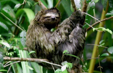 3toed sloth