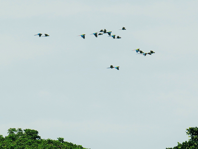 Green macaws on flight in Tortuguero (Photo taken by Olga Sáenz)