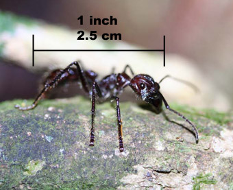 Bullet-Ant-with-Scale
