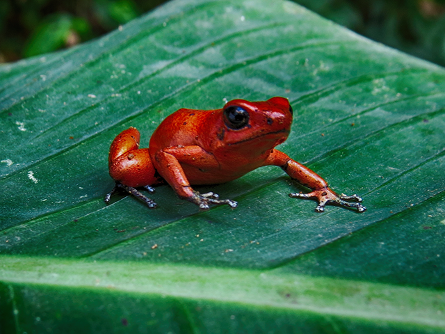 Wildlife in Costa Rica - Poison Dart Frog