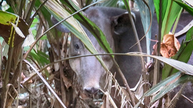 Animals in Costa Rica Tapir