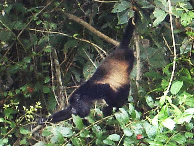 Howler Monkey at Caño Negro