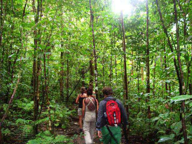 Hiking in Corcovado National Park from Drake Bay