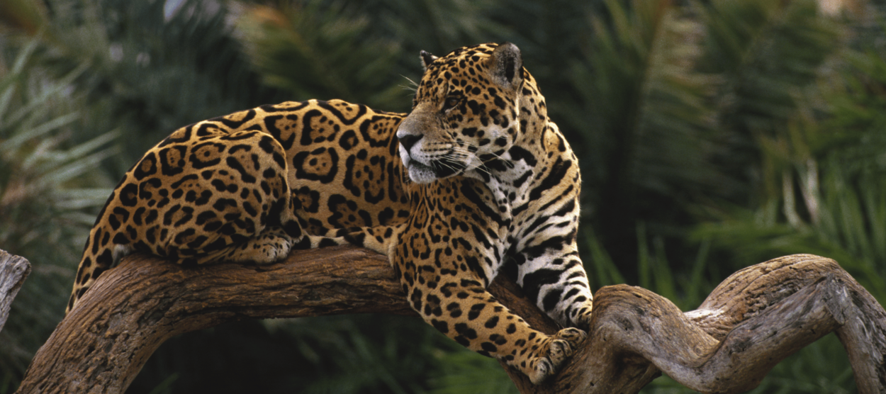 Perched jaguar