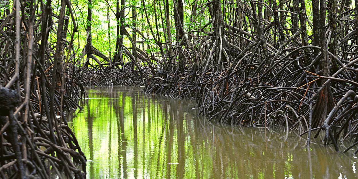 Mangroves at Corcovado National Park