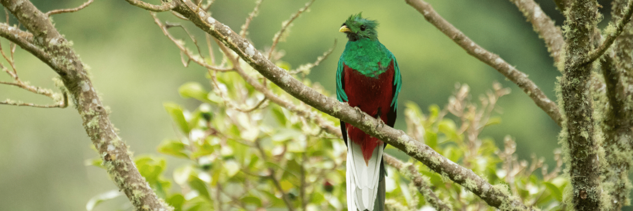 The resplendent quetzal during mating season in Costa Rica in March