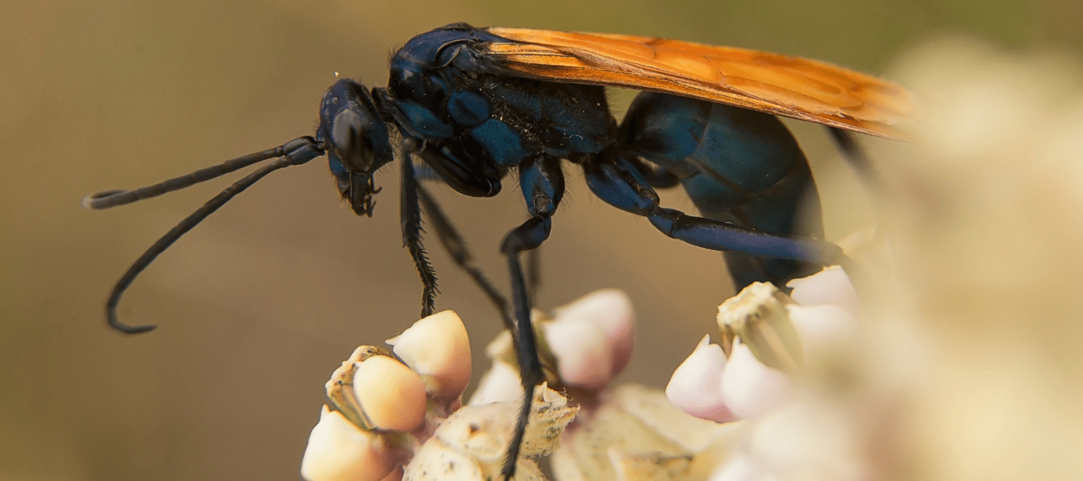 What Wikipedia can't tell you about Costa Rica Insects