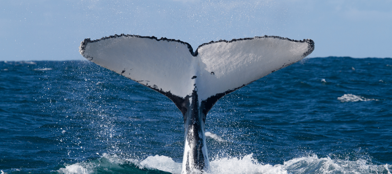 Humpback whale tail flip off the coast of Costa Rica