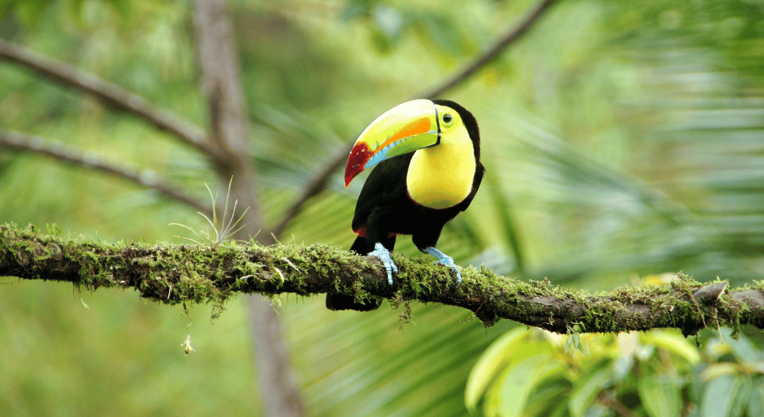 Toucan in a tree in Costa Rica