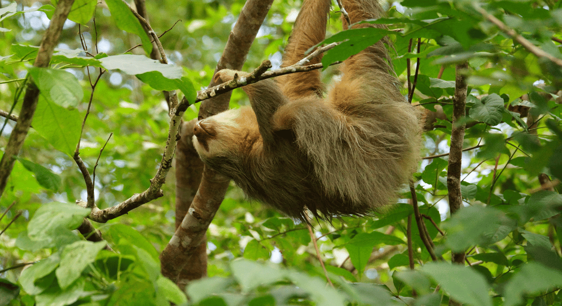 Sloth territory walk in Arenal